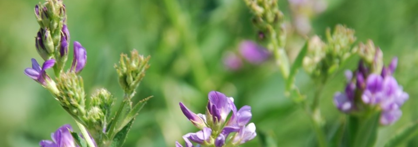 Agricultura Sostenible Agricultura Sostenible